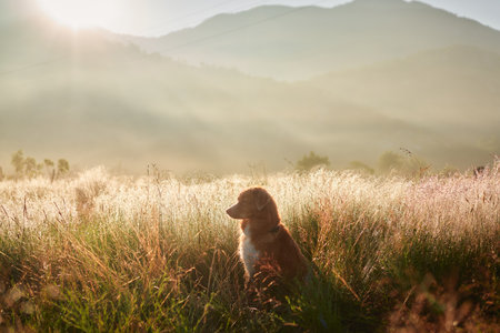 Dog in a misty golden fieldの写真素材