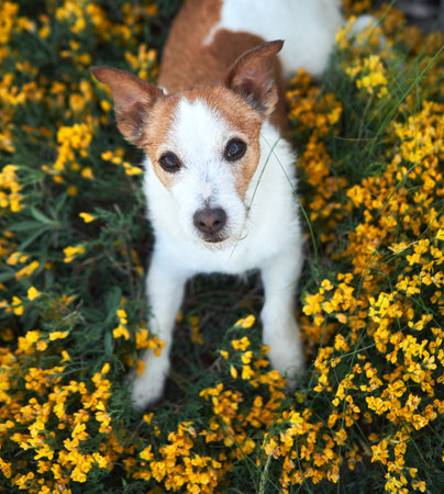 Jack Russell Terrier in yellow flowersの写真素材