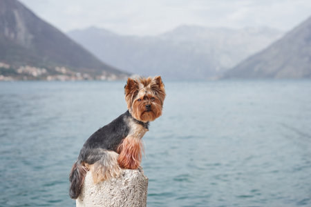 Yorkshire Terrier by the seaの写真素材