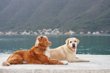 Relaxed dogsの写真素材
