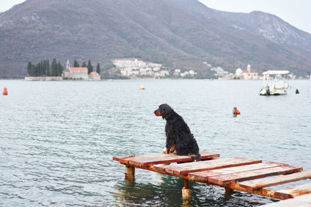 Gordon Setter sitting on a dockの写真素材