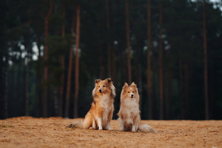 Two Collies sitting on sandy groundの写真素材