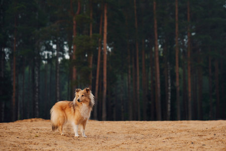 Collies exploringの写真素材