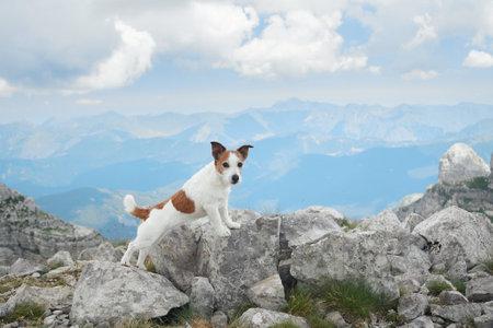 Jack Russell Terrier on rocky mountain slopeの写真素材