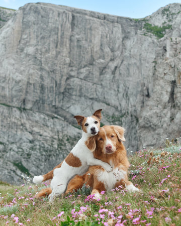 Dogs surrounded by colorful wildflowers in mountain areaの写真素材