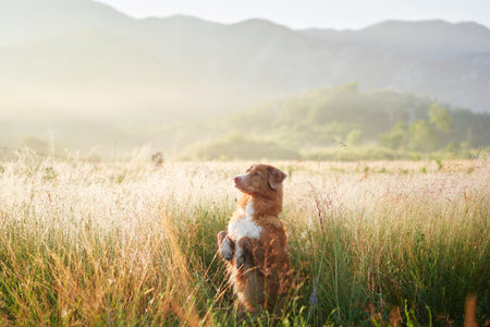 Dog in a misty field during sunriseの写真素材