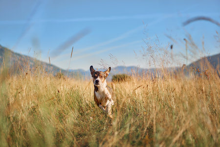 Dog running through golden grassの写真素材