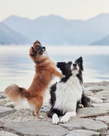 Small brown dog standing on hind legs by the lake