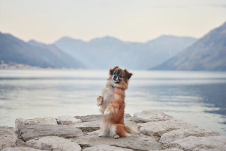 Close-up of small brown dog standing on hind legsの写真素材