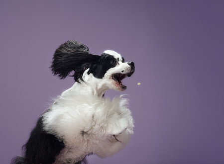 American Cocker Spaniel jumping on purple backgroundの写真素材