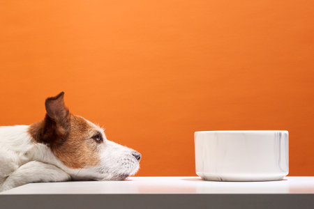 Jack Russell Terrier waiting by food bowlの写真素材