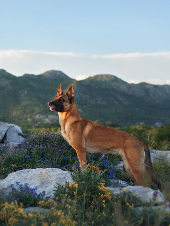 Malinois on rocky terrain with mountain backdropの写真素材