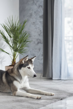 Husky lying down on carpet indoorsの写真素材