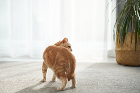 Ginger cat scratching shoulder in lightの写真素材
