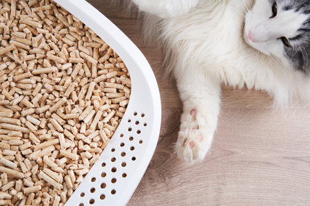 Cat next to a litter box filled with pelletsの写真素材