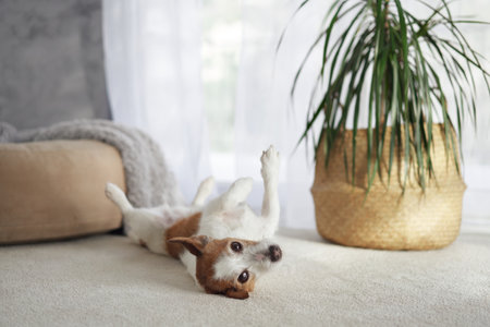Terrier upside-down near pet bedの写真素材