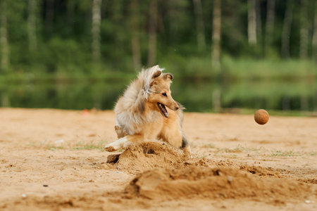 Two Collies playing with a ball outdoorsの写真素材