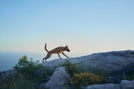 Malinois stepping into sunlightの写真素材