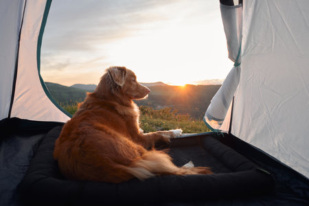 Dog lying in tent at sunrise on mountainsの写真素材