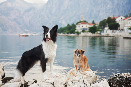 Two dogs on a rocky shore with mountain backdropの写真素材