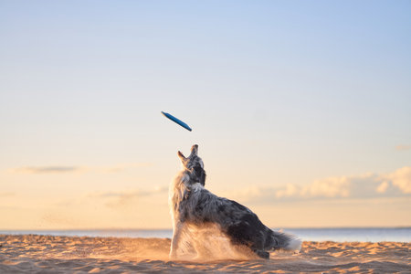 Border Collie catching frisbee on beach at sunsetの写真素材