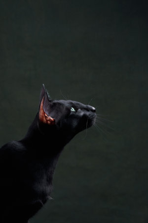 Black cat with a mysterious gaze