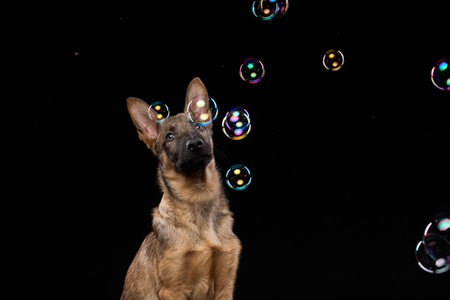Wolfdog Puppy Looking at Floating Bubbles on Black Backgroundの写真素材