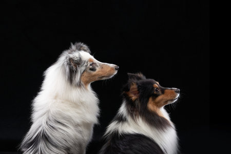 Two Shelti Dogs in a Dramatic Black Background Poseの写真素材