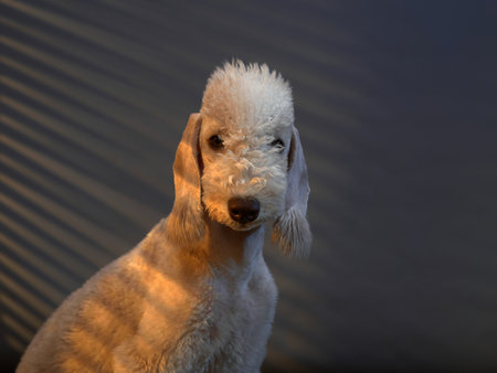 dog in sunlightの写真素材