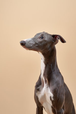 Close-up of an Italian Greyhound looking sidewaysの写真素材