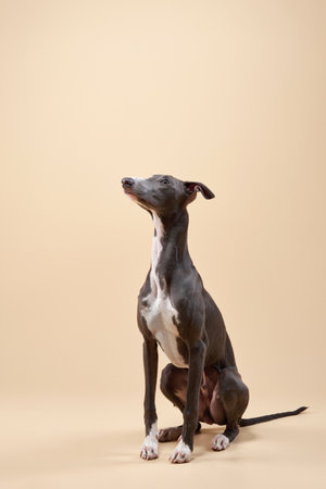 Italian Greyhound sitting in a studioの写真素材