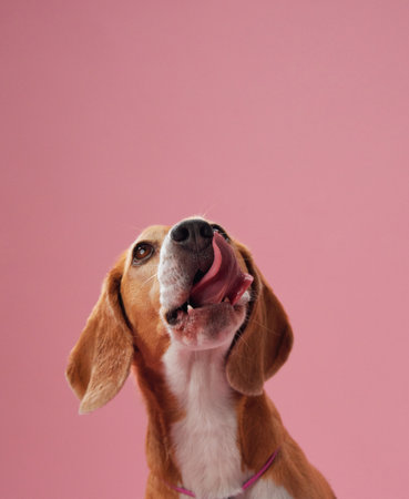 Beagle close-up with joyful expressionの写真素材