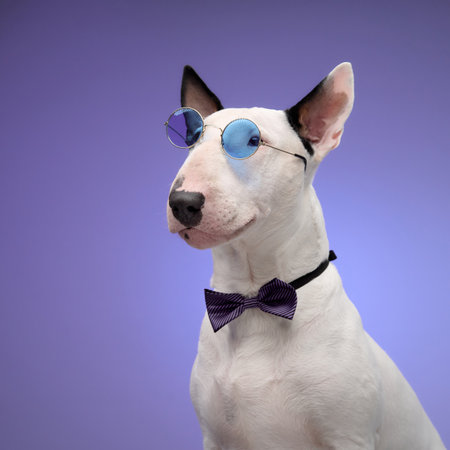 Bull Terrier in bow tie and sunglasses on purpleの写真素材