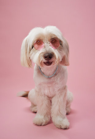 White fluffy dog sitting calmly on pink backdrop