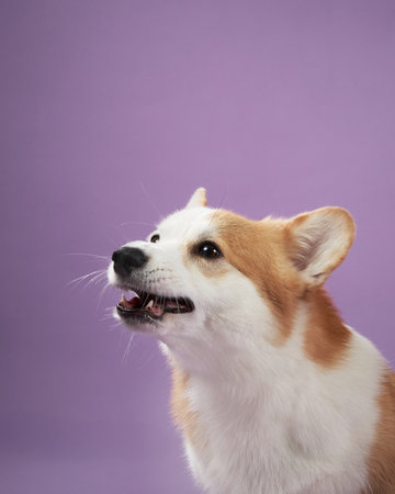 Corgi looking up with happy expressionの写真素材