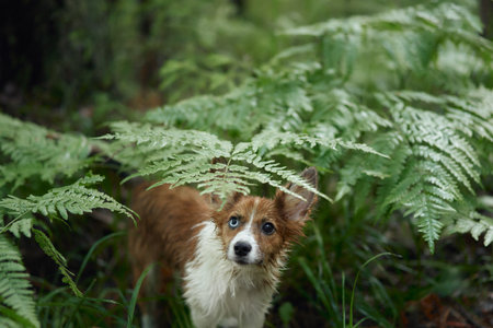 Border Pap in lush forest fernsの写真素材
