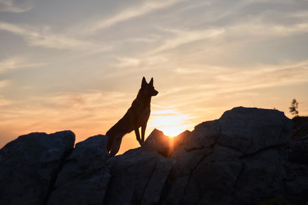 Malinois during early morning glowの写真素材