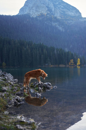 Retriever standing near a reflective lake