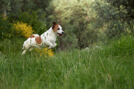 Jack Russell alert in wildflower field