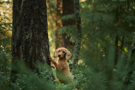 Poodle portrait in serene forest light