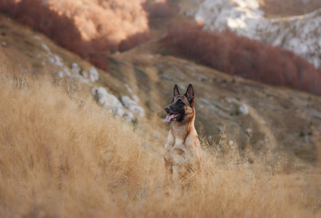 Belgian Malinois in a mountainous landscapeの写真素材
