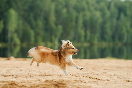 Collie playing on a beachの写真素材