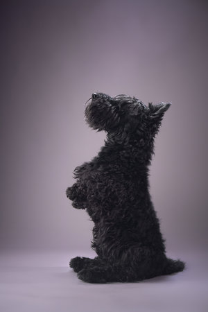 Dog with toy dogの写真素材