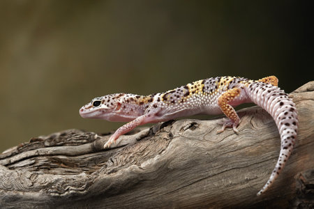Leopard Gecko Crawling on Branch