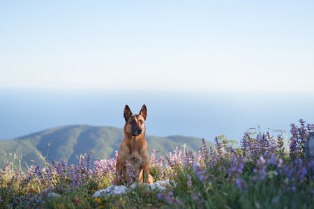 Malinois standing in a lavender fieldの写真素材
