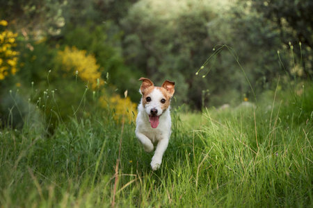 Dog running towards camera in green fieldの写真素材