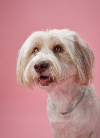 White dog close-up with pink backdropの写真素材