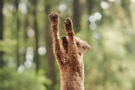 Poodle standing on hind legs in forest clearingの写真素材
