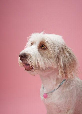 Small white dog looking aside on pink backgroundの写真素材