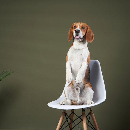 Beagle Sitting Upright on Modern Chair with Plantsの写真素材